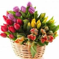 Букет из 51 ярких тюльпанов в корзине R163
